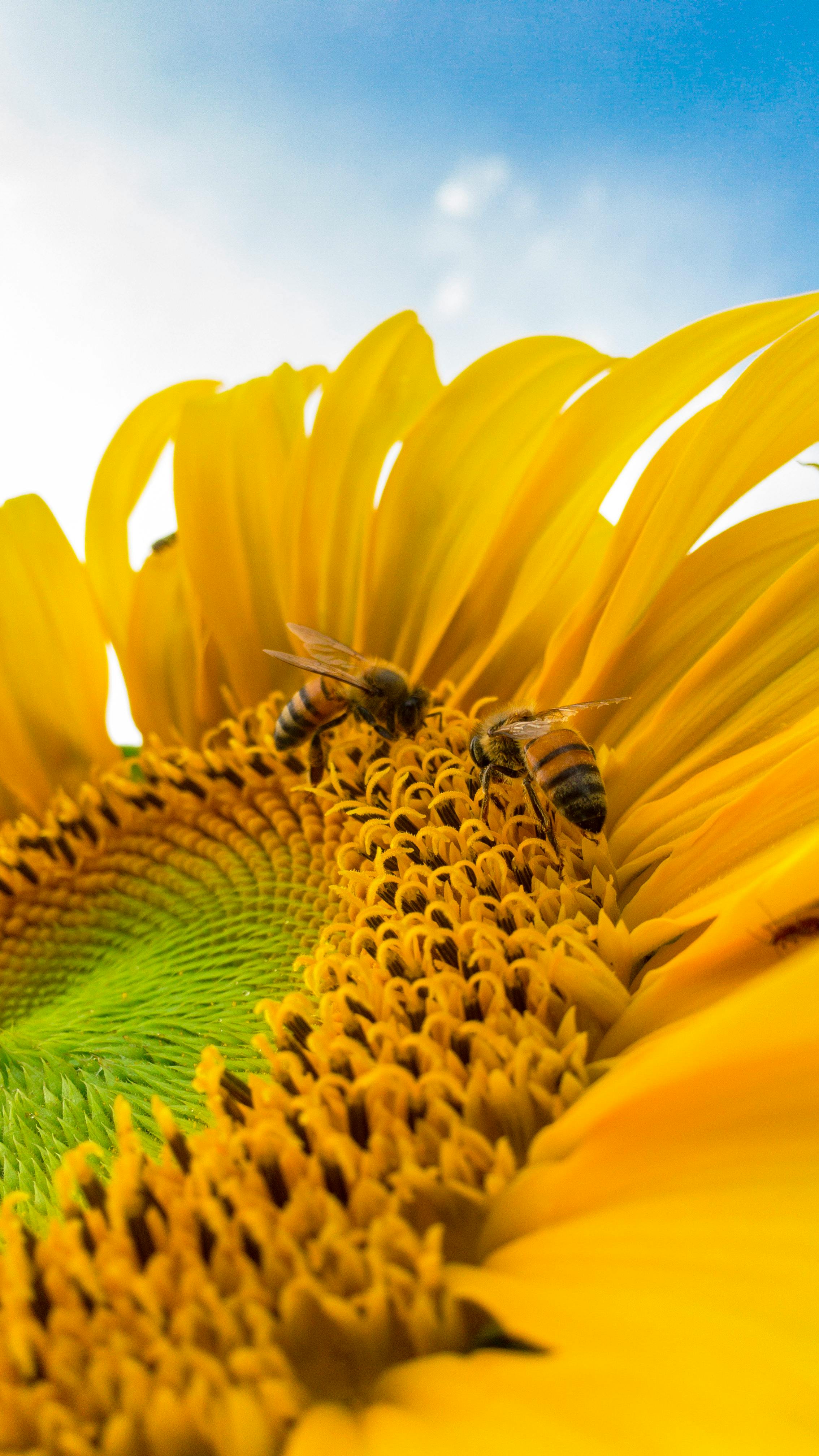 Bee on flower